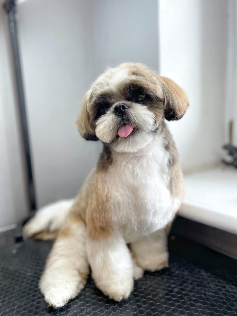 Плюшевий ши-цу сперся на підвіконня, витягнувши праву задню лапку на столі