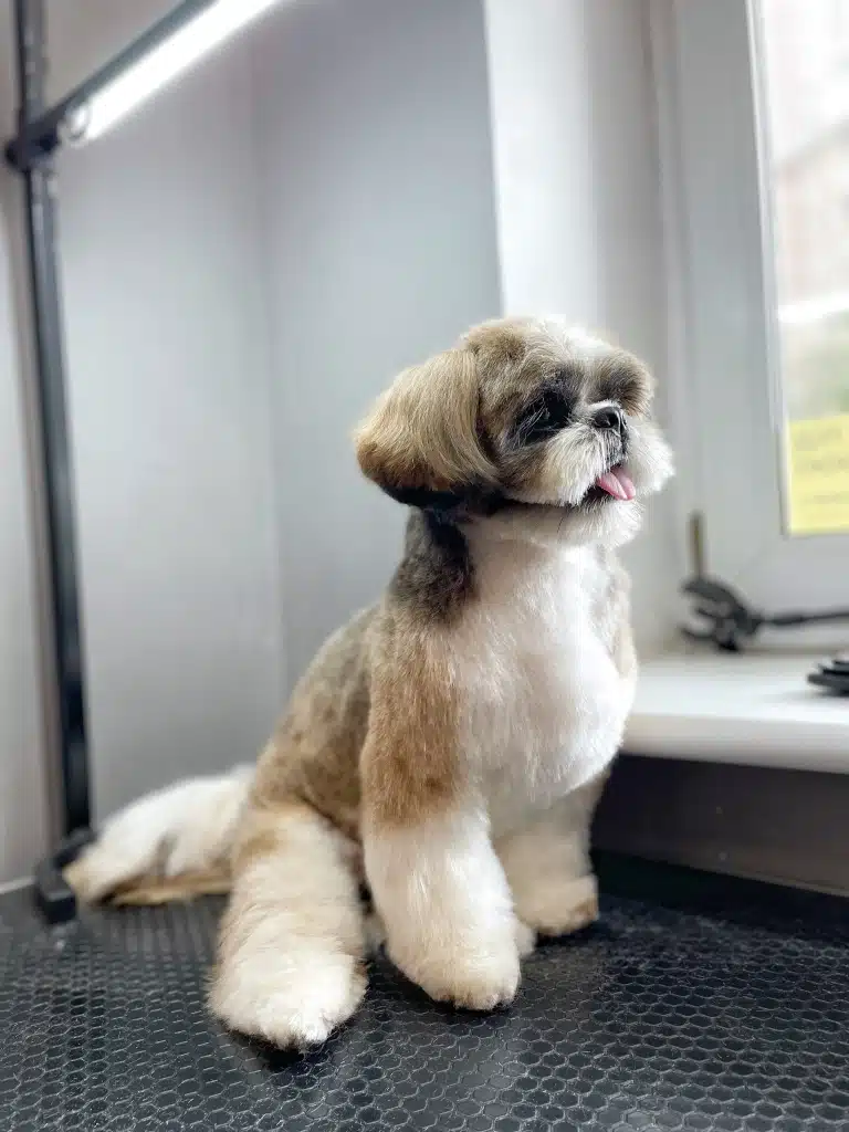 Ши-цу, сидячи на столі, витягнув задню лапу та виглядає у вікно