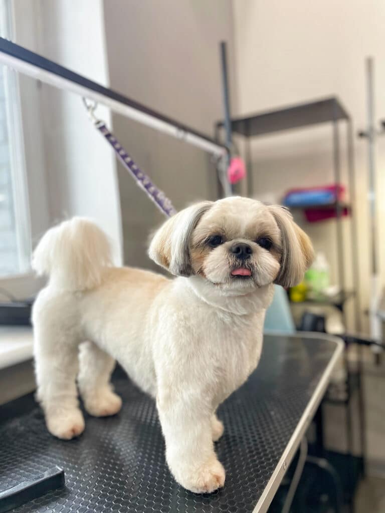 Плюшевий ши-цу з вушками, наче хвостиками, обмежений в русі фіолетовою ринговкою