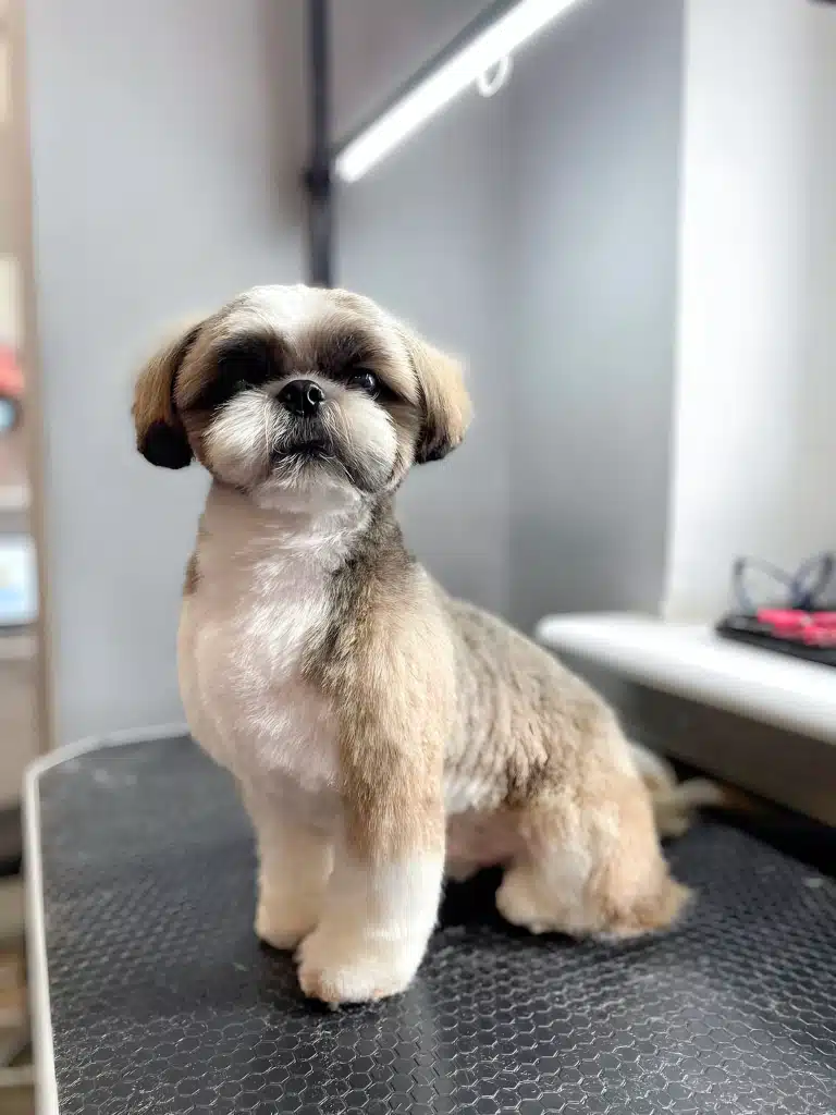 Ши-цу присів на столик боком, щоб було гарно видно стрижку голови, грудки та лап