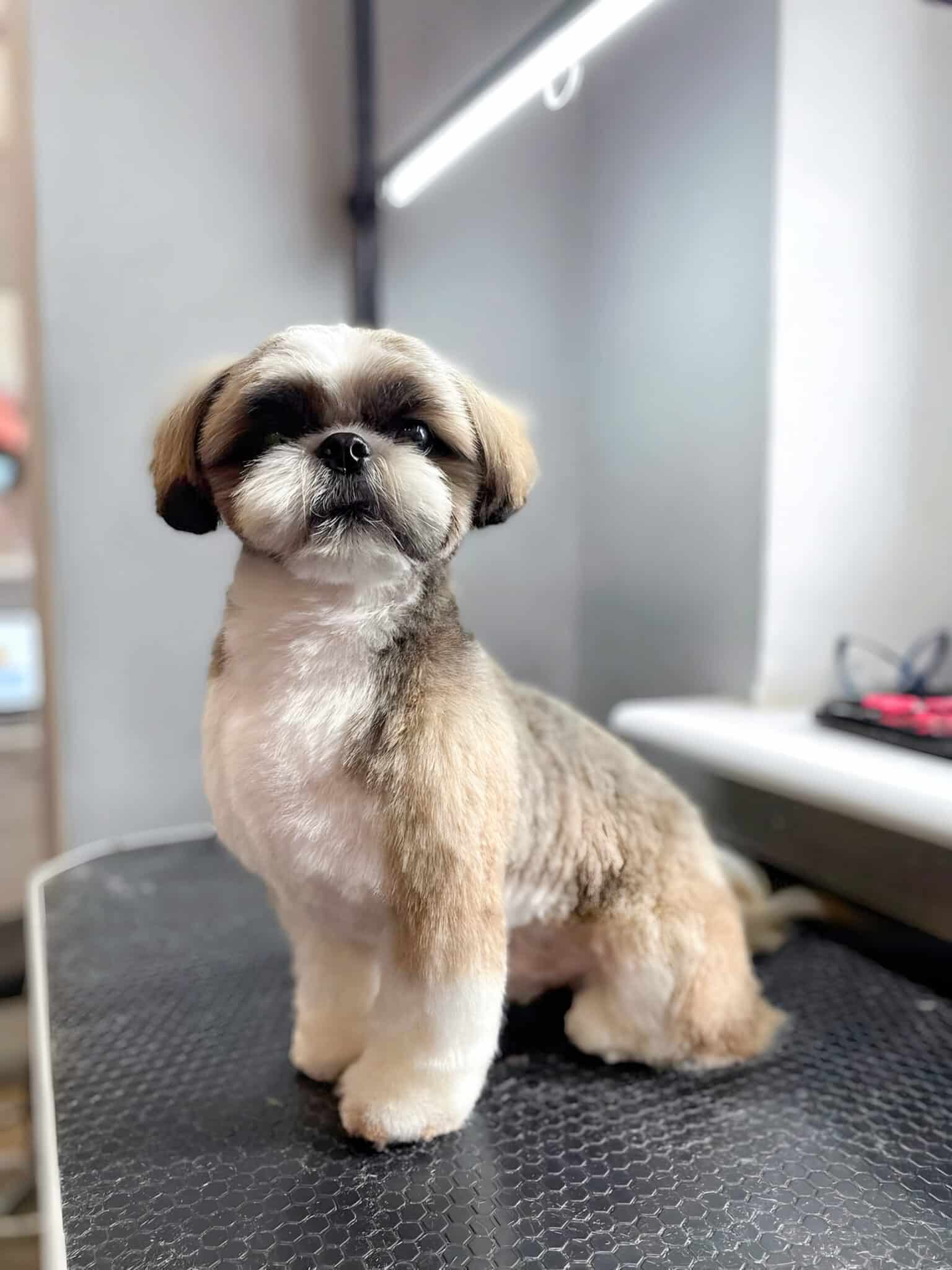 Ши-цу присів на столик боком, щоб було гарно видно стрижку голови, грудки та лап