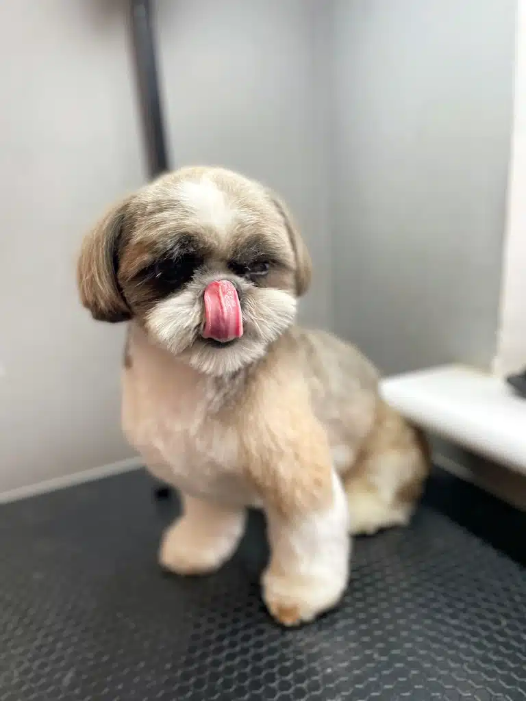 Підстрижений ши-цу дістав довгим рожевим язиком носа