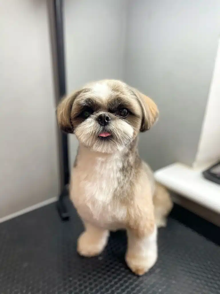 Ши-цу схожий на ведмедика округлими формами та бажанням обійняти