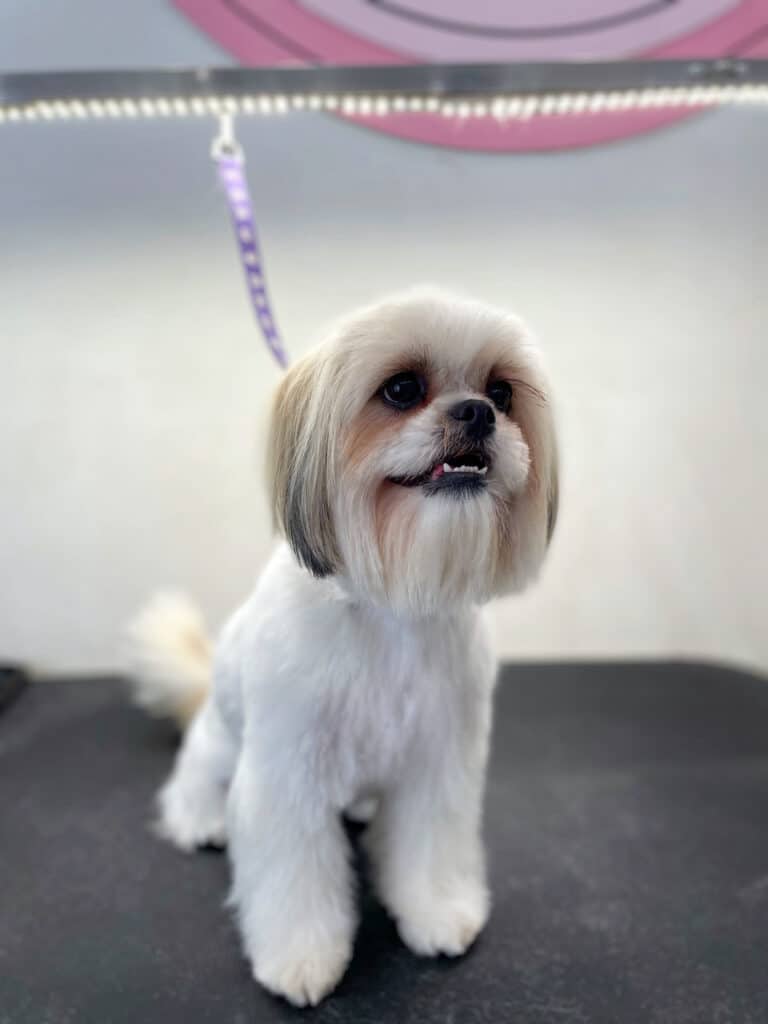 Ши-цу з довгою шерстю на голові показує нижній ряд зубів, сидячи на столі