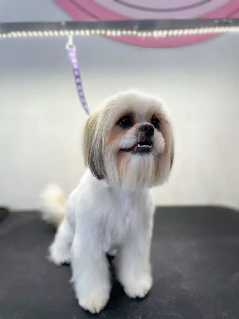 Ши-цу з довгою шерстю на голові показує нижній ряд зубів, сидячи на столі