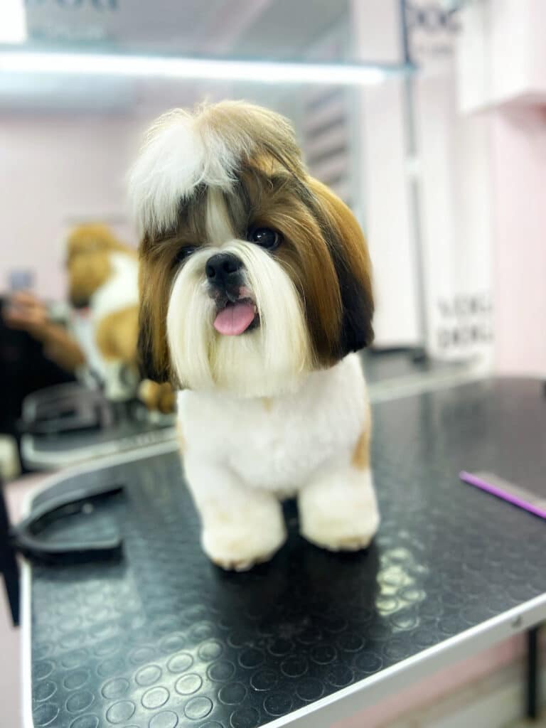 Ши-цу має квадратну голову коштом довгої шерсті, а зверху стирчить хвостик