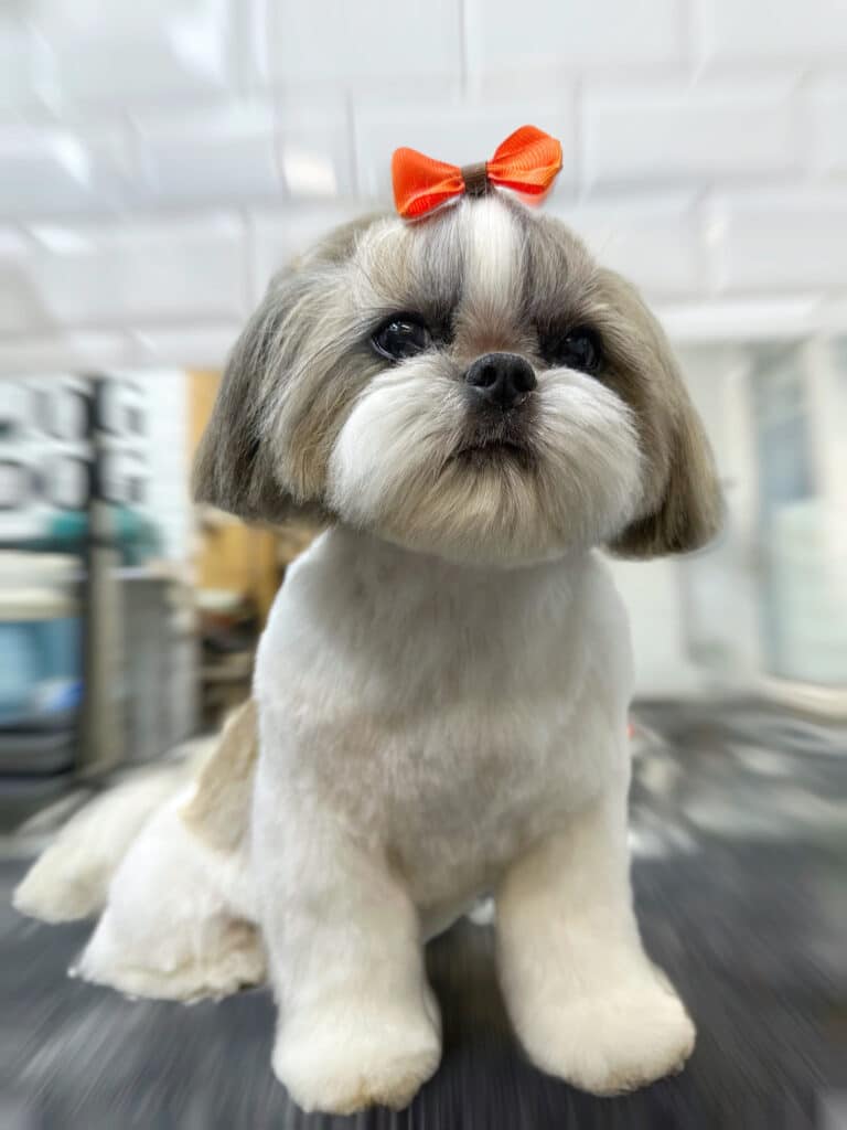 Ши-цу сидить на столі біля стіни з білою плиткою та чекає на батьків