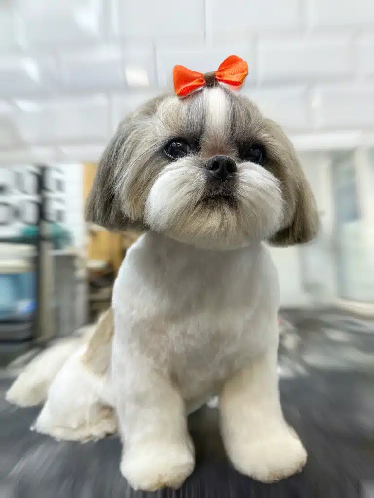 Ши-цу сидить на столі біля стіни з білою плиткою та чекає на батьків