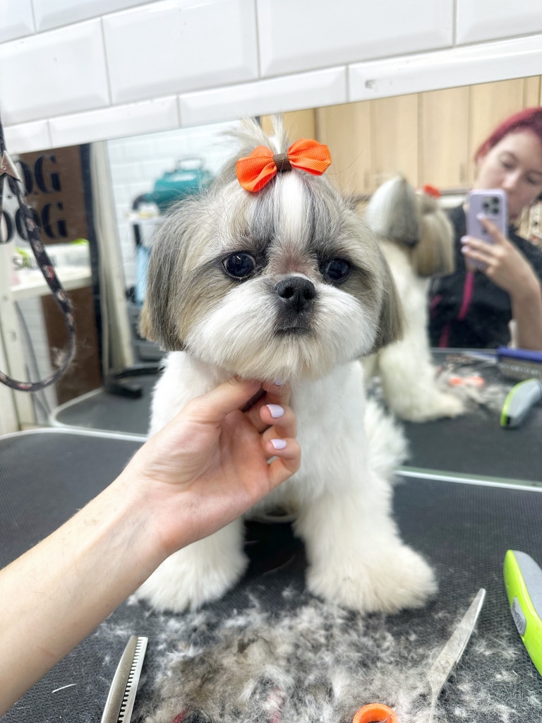 Дівчина з білим манікюром демонструє стрижку голови ши-цу та помаранчевий метелик на топ кноті