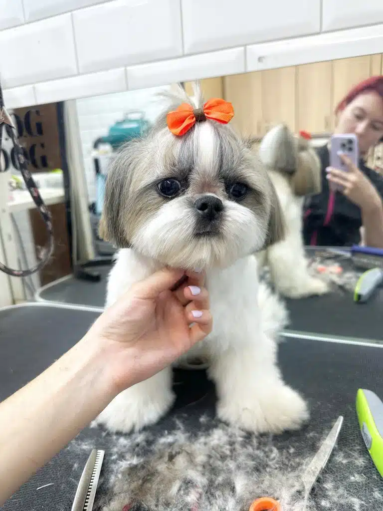 Дівчина з білим манікюром демонструє стрижку голови ши-цу та помаранчевий метелик на топ кноті