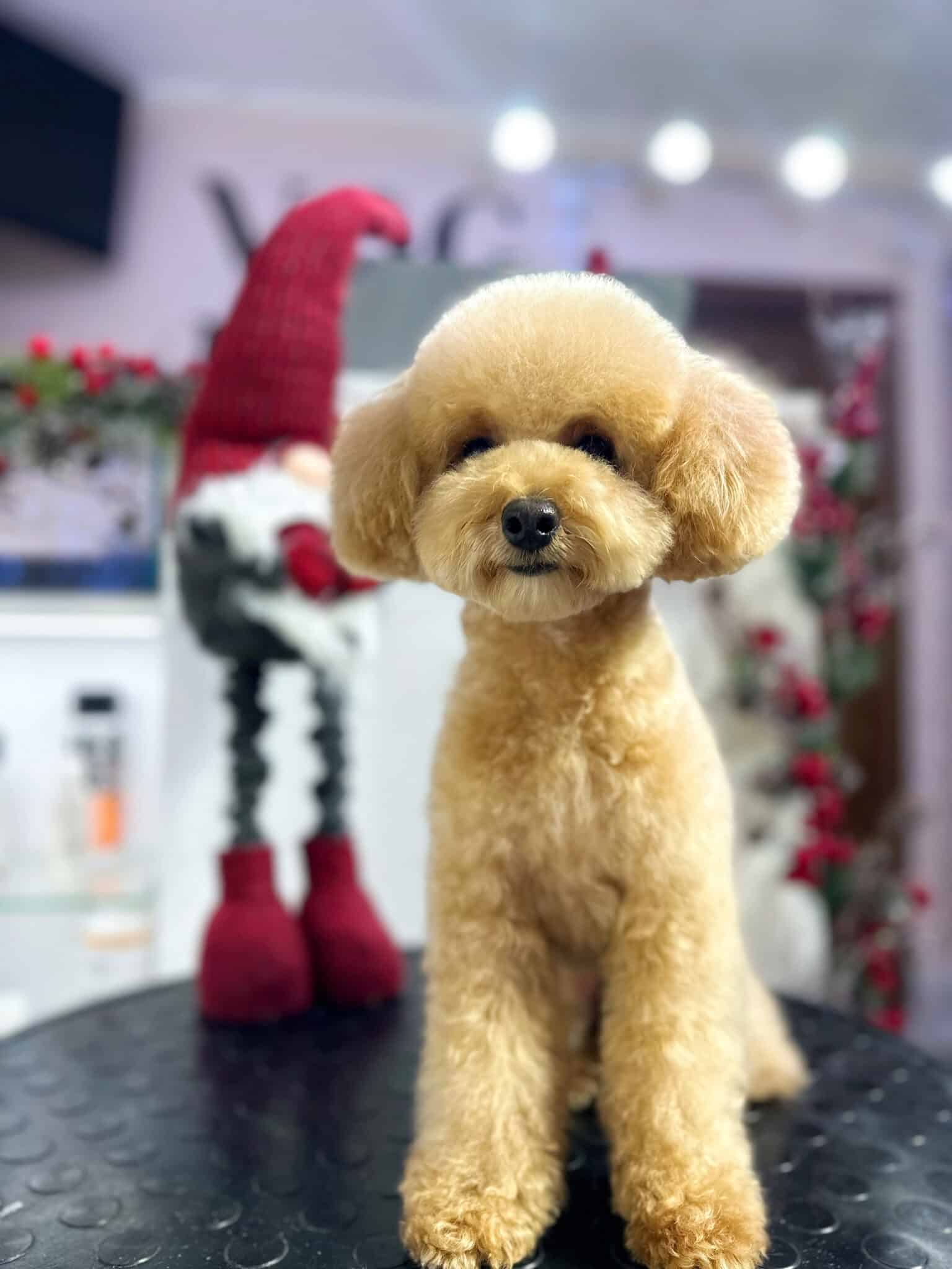 Мальтіпу має такі ж довгі ніжки, як і різдвяний гном позаду