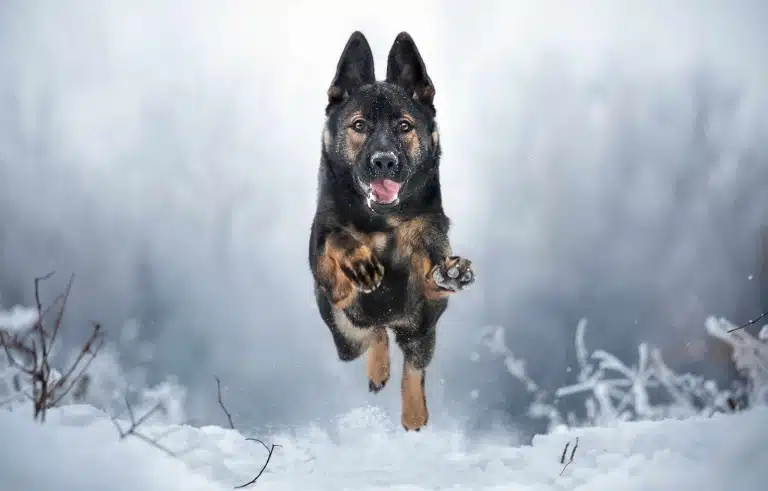 Вівчарка зависла в повітрі під час стрибка в сніжному лісі