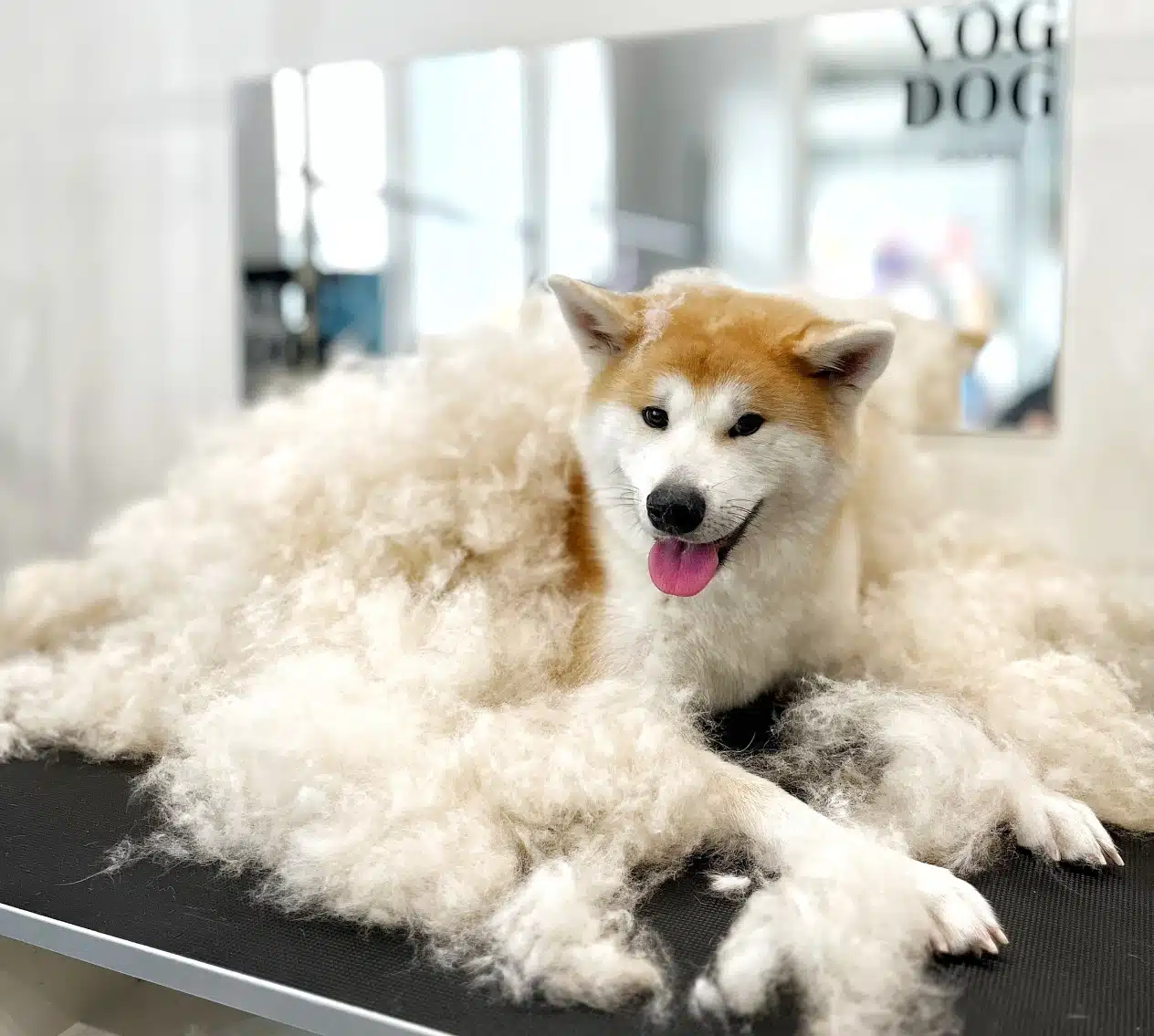 Грумери вкрили акіту вичесаним підшерстям наче ковдрою