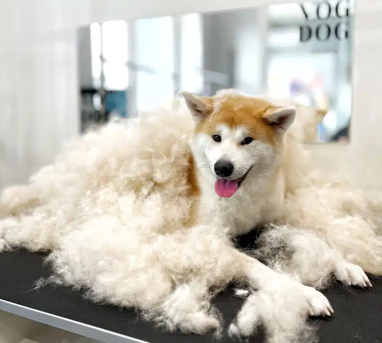 Грумери вкрили акіту вичесаним підшерстям наче ковдрою