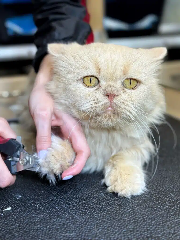 Кіт з жовтими очима має сумний вигляд під час стрижки грумером кігтів на передній правій лапі