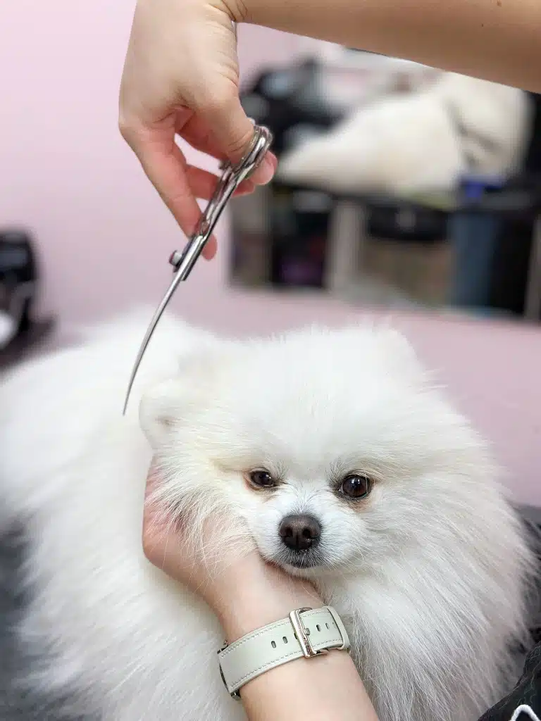 Грумер фіксує праве вушко шпіца, щоб за допомогою стрижки шерсті зробити його круглим