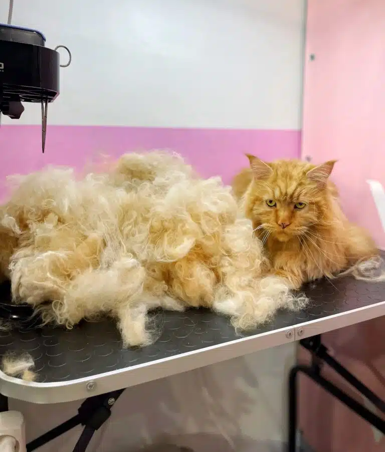 Мейн-кун рудого окрасу невдоволений через вичіс купи підшерстя під час грумінгу