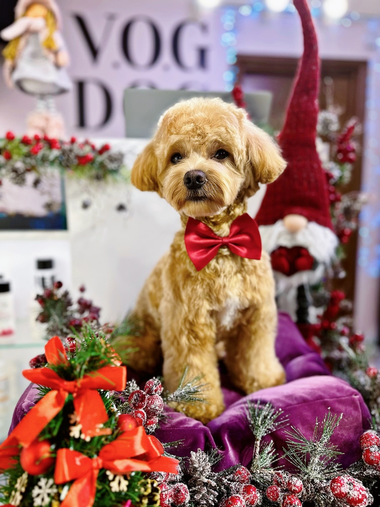 Мальтіпу з світло-коричневою шерстю має на шиї червоного метелика для різдвяного фото