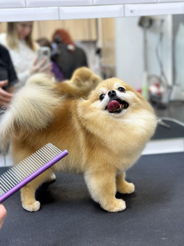 Best of breed pet 2024 salon