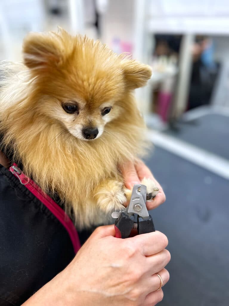 Шпіц спостерігає, як грумер стриже йому кігті на ручках