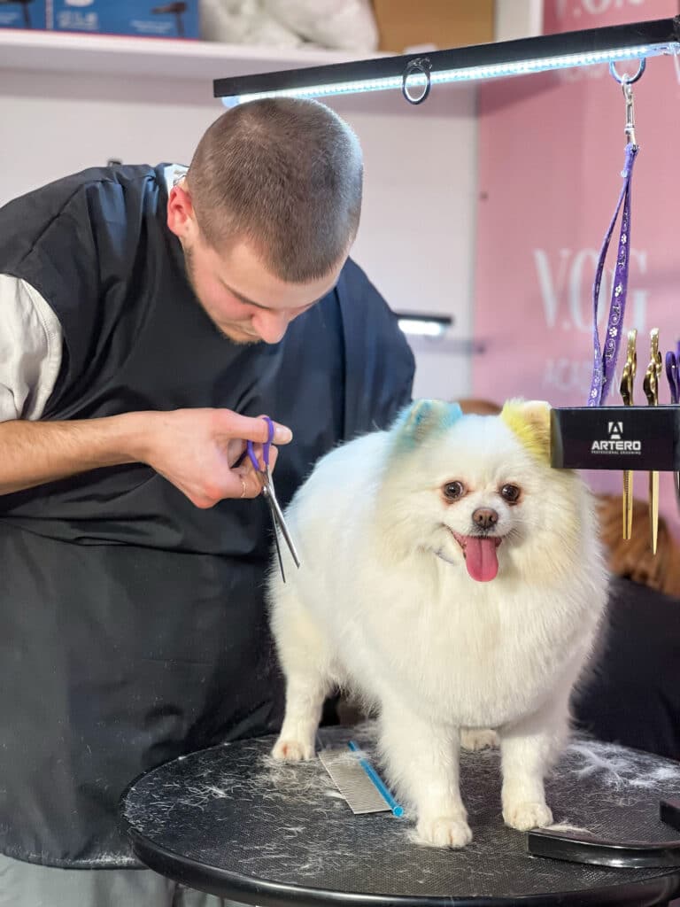 Хлопець з коротким волоссям шліфує шерсть на боці кремового шпіца з жовто-блакитними вушками