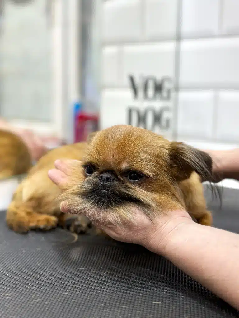 Грифон поклав свою голову на долоню грумера, лежачи на чорному фактурному столику біля дзеркала