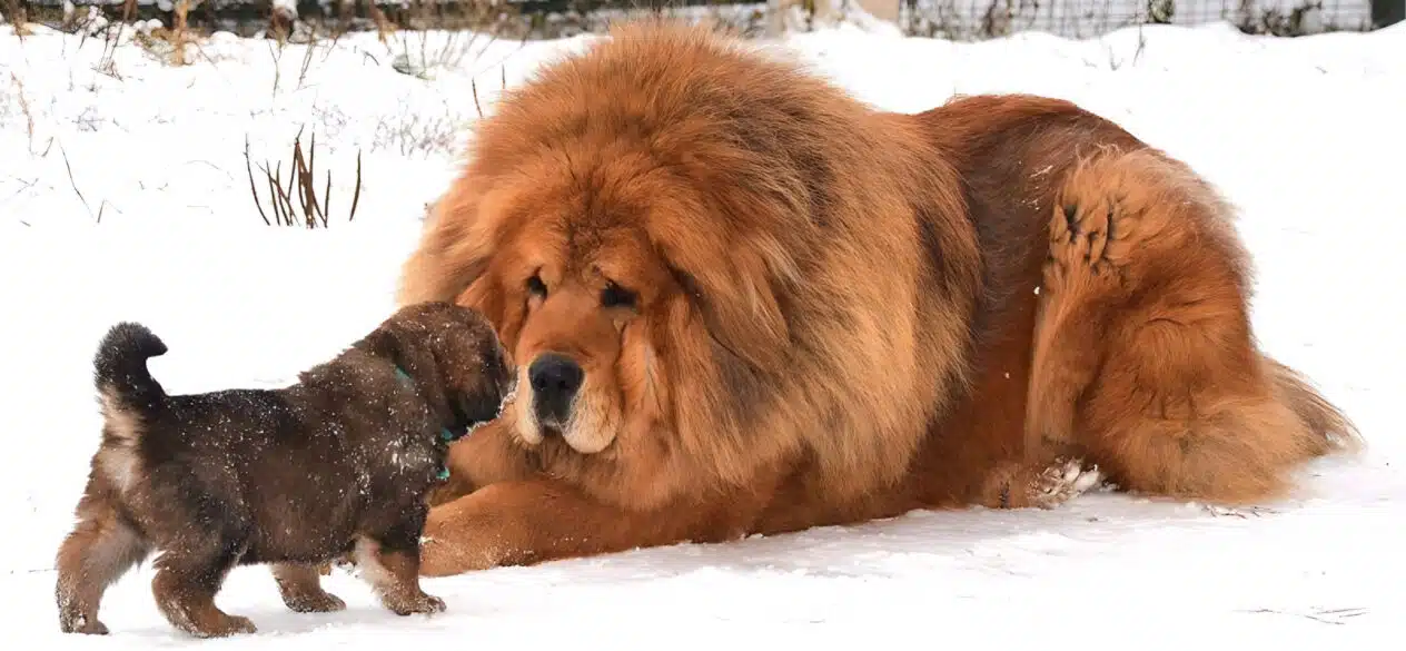 Тибетский мастиф Тибетский мастиф - груминг салон V.O.G DOG