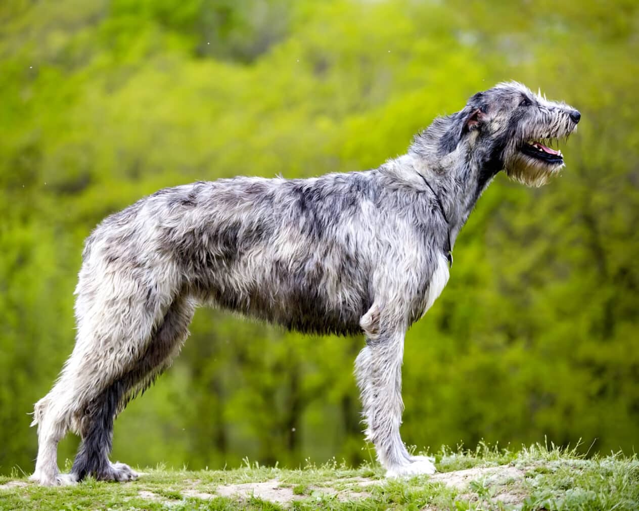 Ирландский волкодав - груминг салон V.O.G DOG