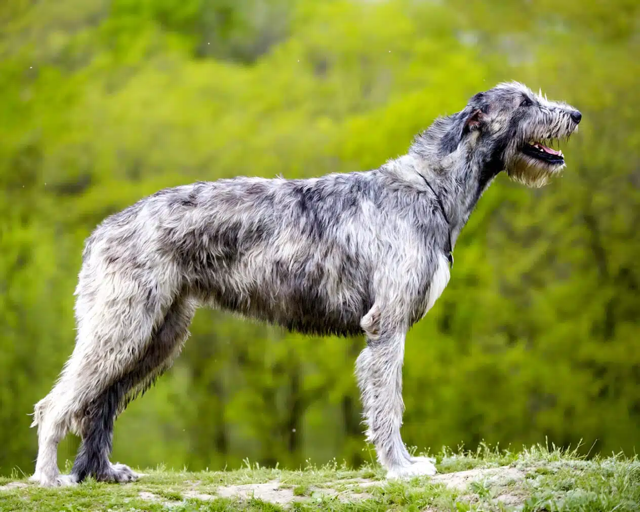 Ирландский волкодав Ирландский волкодав - груминг салон V.O.G DOG