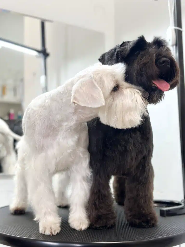 Чорний та білий цвергшнауцери разом стоять на круглому столику перед дзеркалом