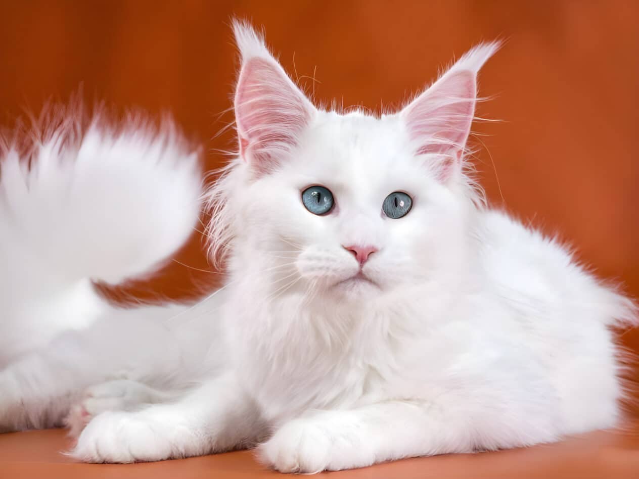 TOP-10 breeds of cats in Ukraine: the most popular breeds and features ...