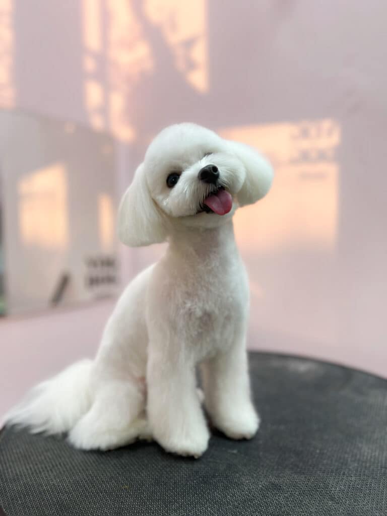 Мальтіпу білого кольору сидить на великому круглому столі під час заходу сонця