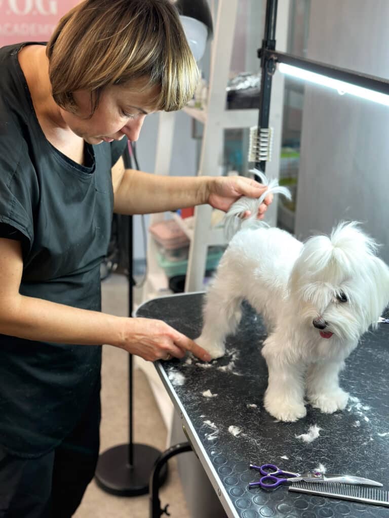 Жінка в чорній формі і мальтезе з топ кнотом дивляться кудись вниз