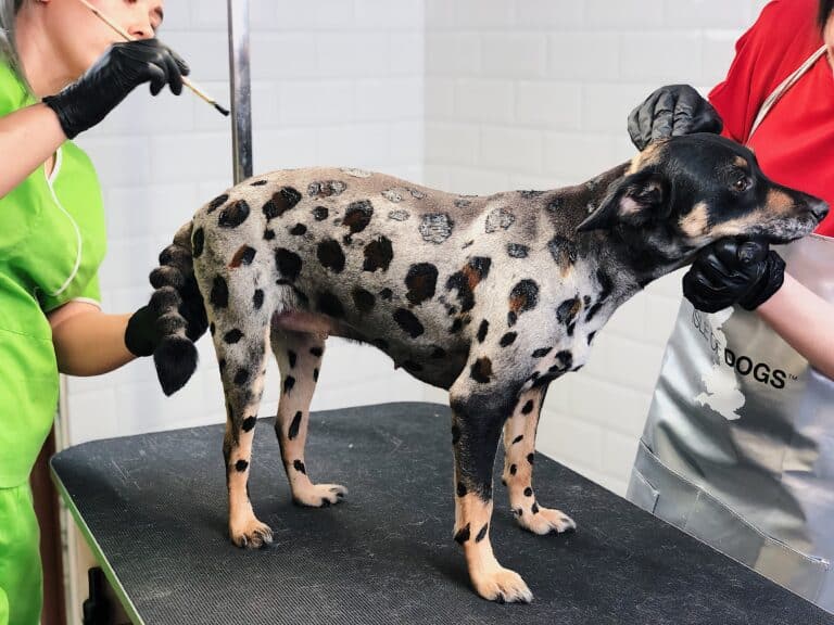 Двоє грумерів в червоній та зеленій кофтинках фарбують шерсть собаки у чорні плями, як в леопарда