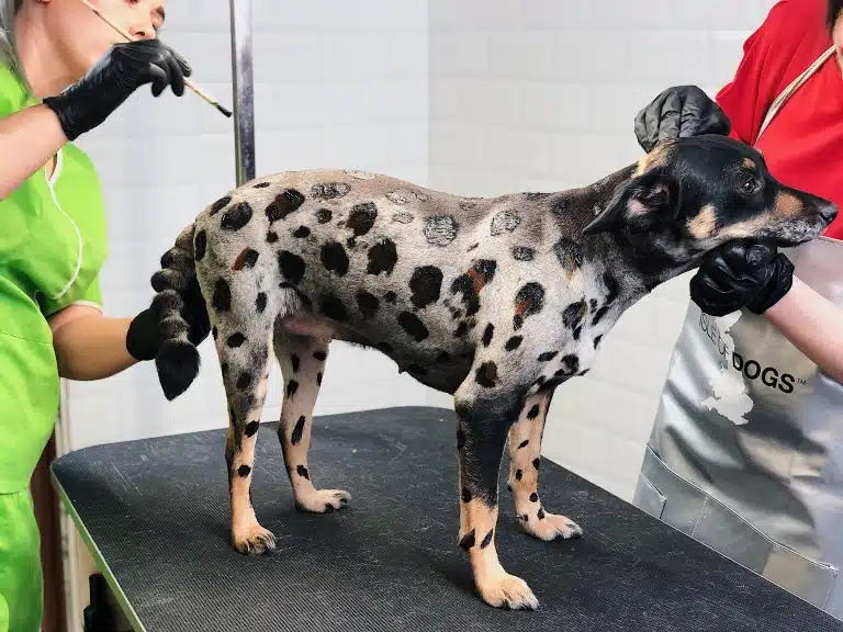 Двоє грумерів в червоній та зеленій кофтинках фарбують шерсть собаки у чорні плями, як в леопарда