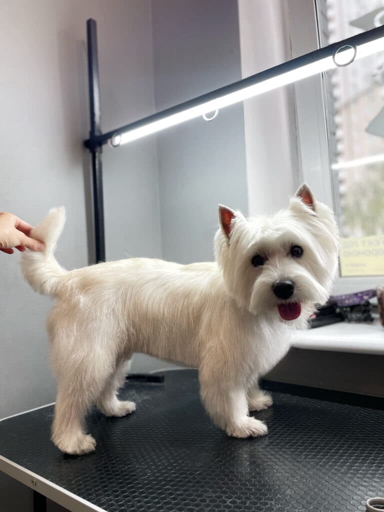 Вест після стрижки має чіткі лінії шерсті на животику та грудці