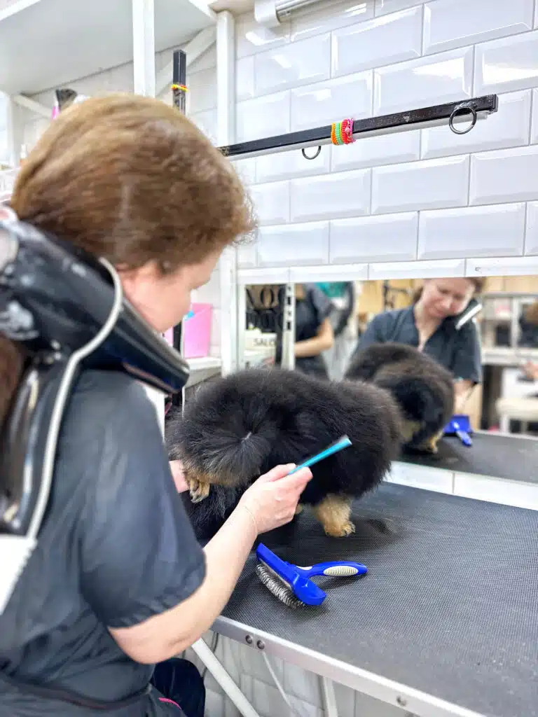 Грумер тримає шпіца за задні лапки під час вичісування та висушування шерсті