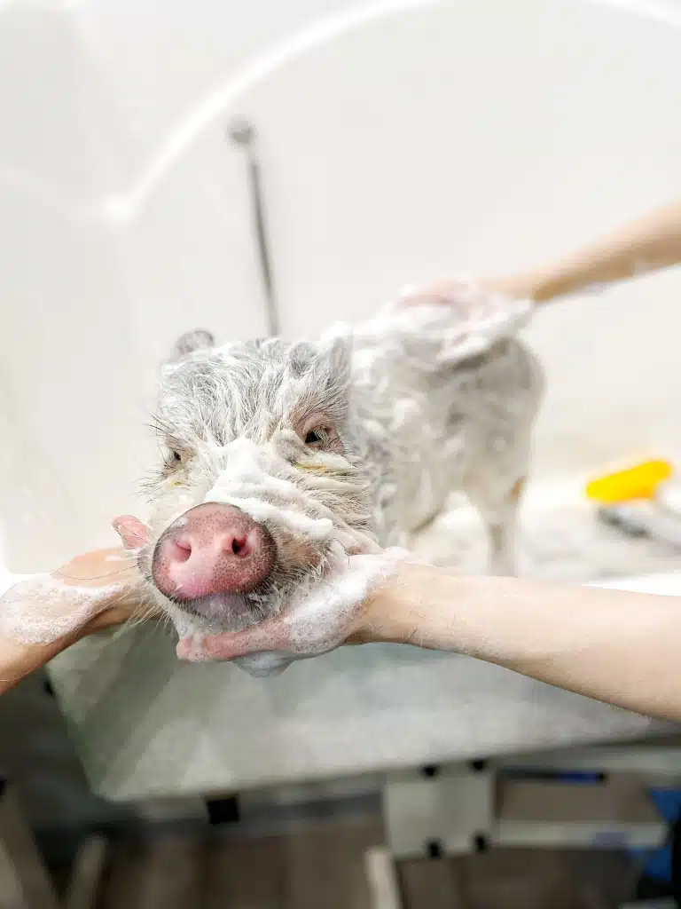 Мініпіг білого кольору очікує завершення купання в чотири руки в грумерській
