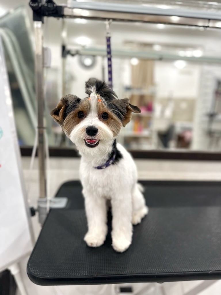 Бівер-йорк з топ кнотом має округлу голову з ідеальними лініями після відвідування грумера