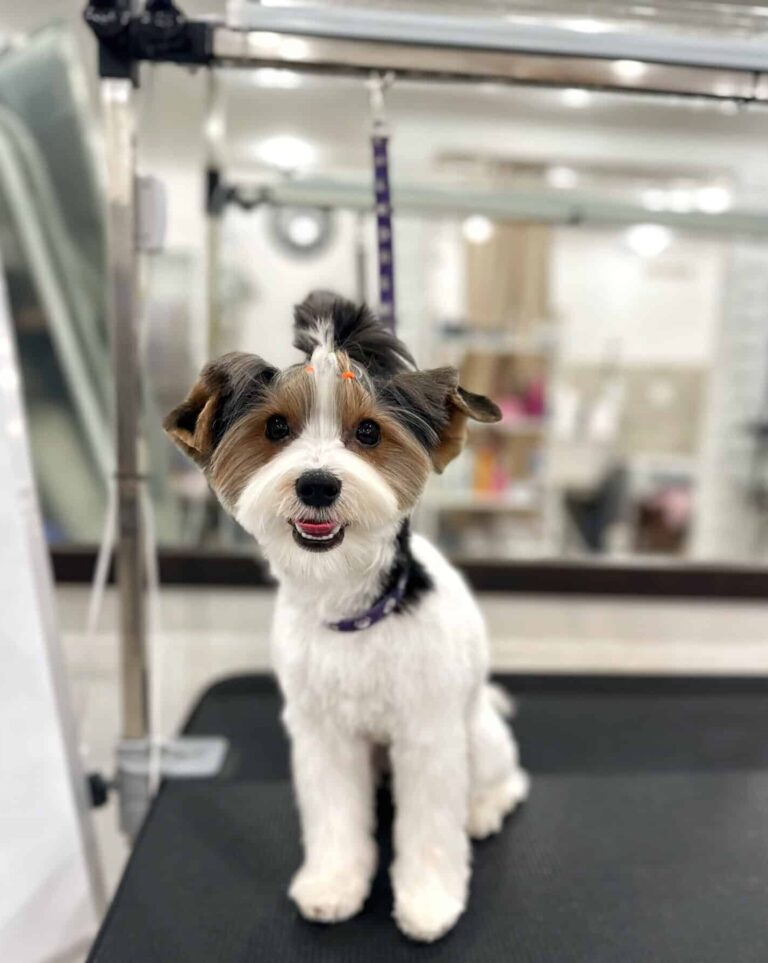 Бівер-йорк з топ кнотом має округлу голову з ідеальними лініями після відвідування грумера