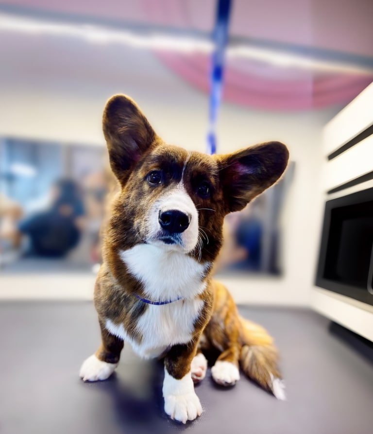 Коричнево-білий коргі сперся на передню ліву лаву, сидячи на грумерському столі