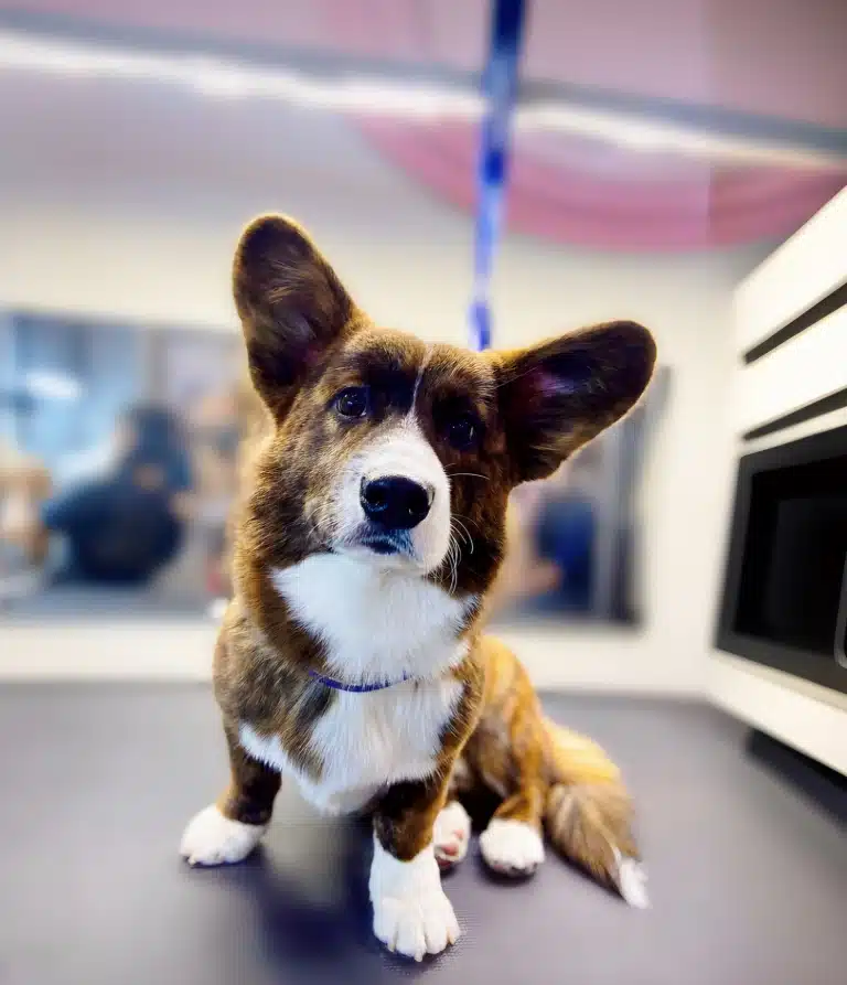 Коричнево-білий коргі сперся на передню ліву лаву, сидячи на грумерському столі