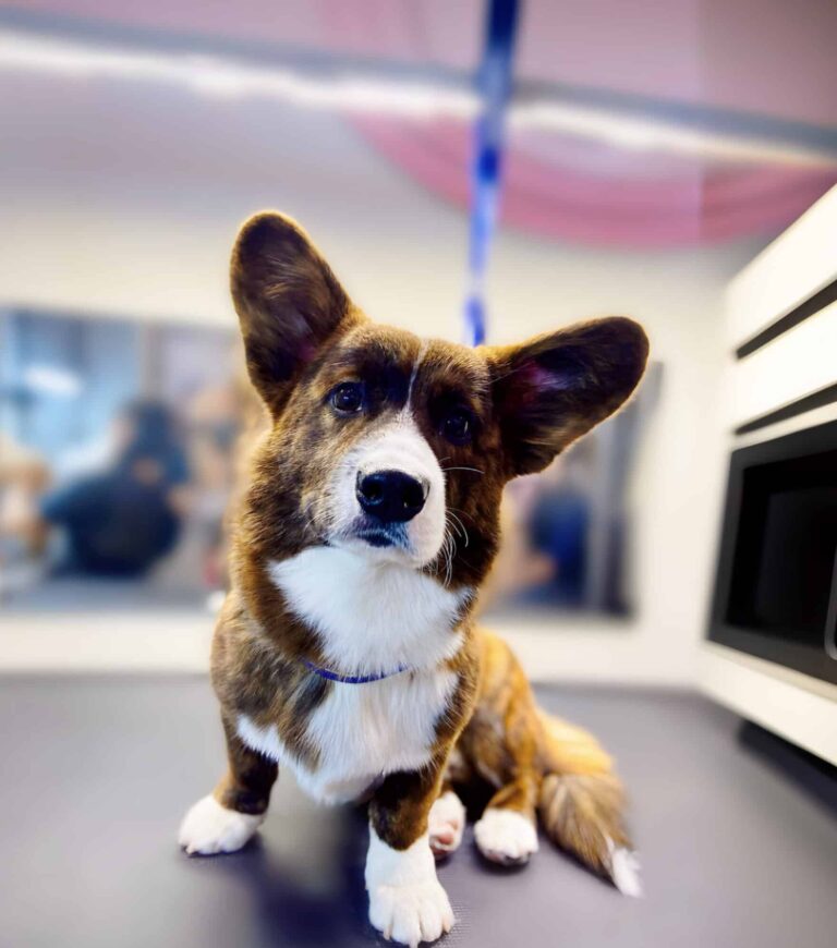 Коричнево-білий коргі сперся на передню ліву лаву, сидячи на грумерському столі