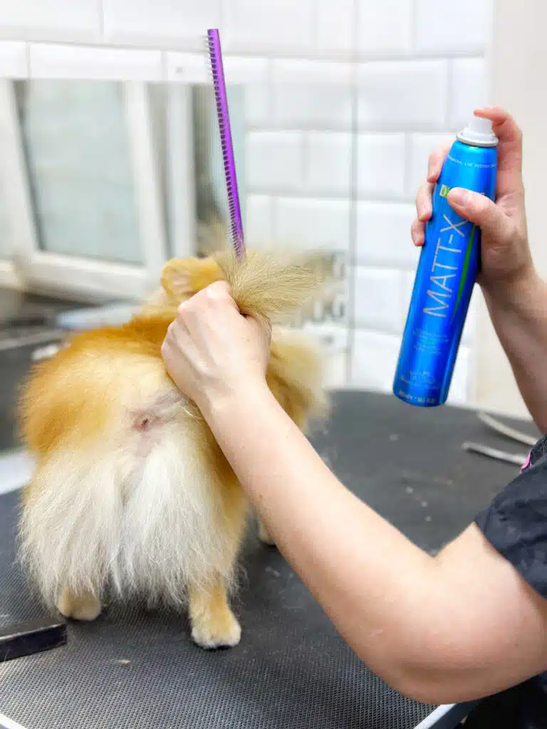 Грумер тримає хвіст шпіца та пшикає на фіолетовий гребінець синім спреєм