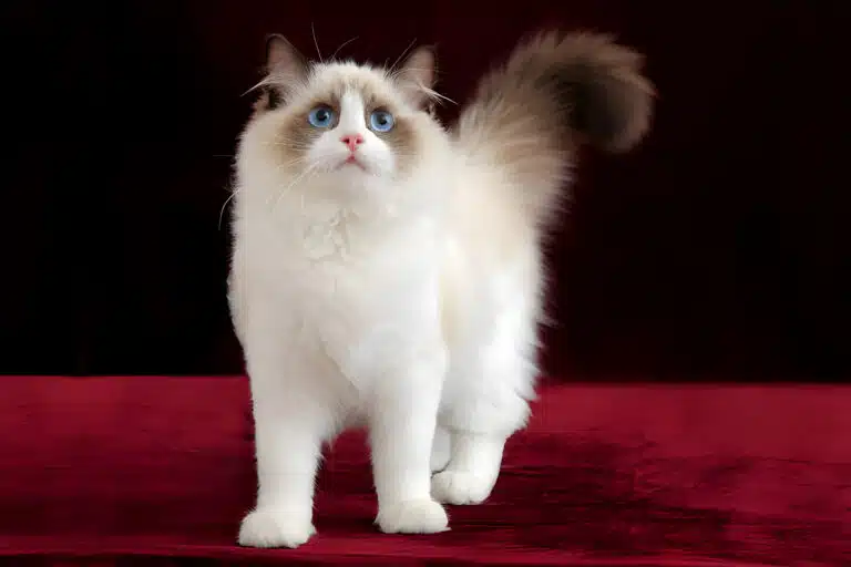 Білий кіт з коричневою шерстю на вушках та хвості йде червоним оксамитовим килимом