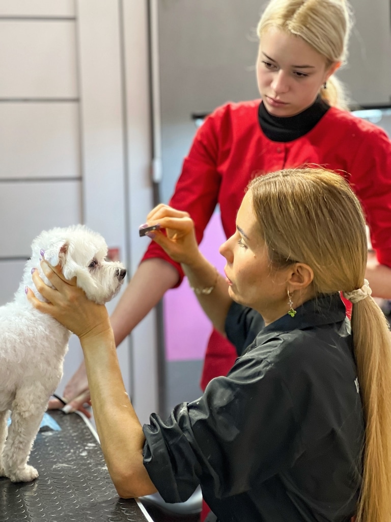 Дівчина в червоній формі уважно спостерігає за діями викладача з мальтезе на столі