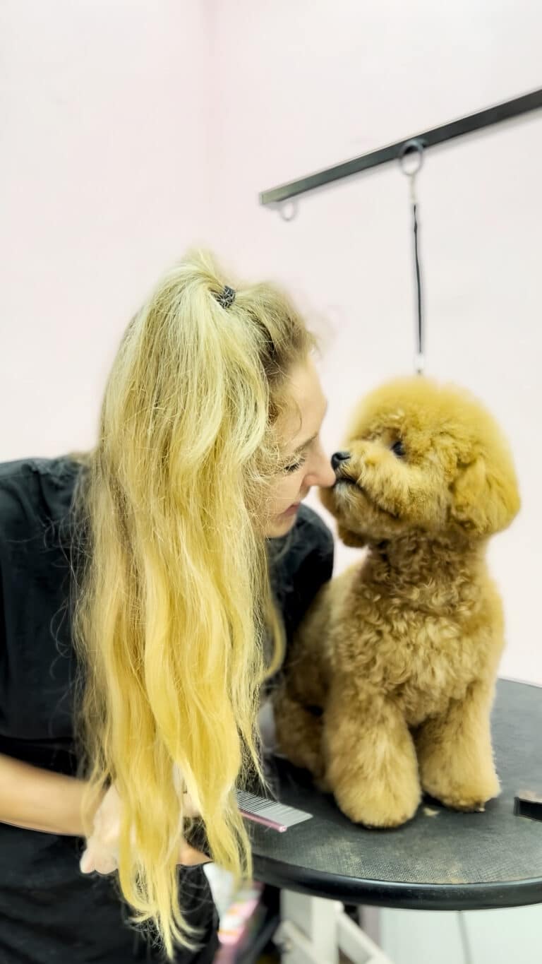 Дівчина з довгим хвостом підставила носа для поцілунку підстриженого мальтіпу