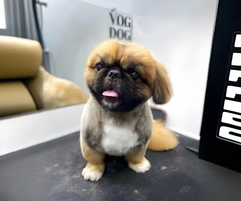 Пекінес з короткою стрижкою сидить на столі, вкритому короткими шерстинками після фінального шліфування