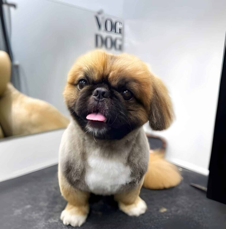 Пекінес з короткою стрижкою сидить на столі, вкритому короткими шерстинками після фінального шліфування