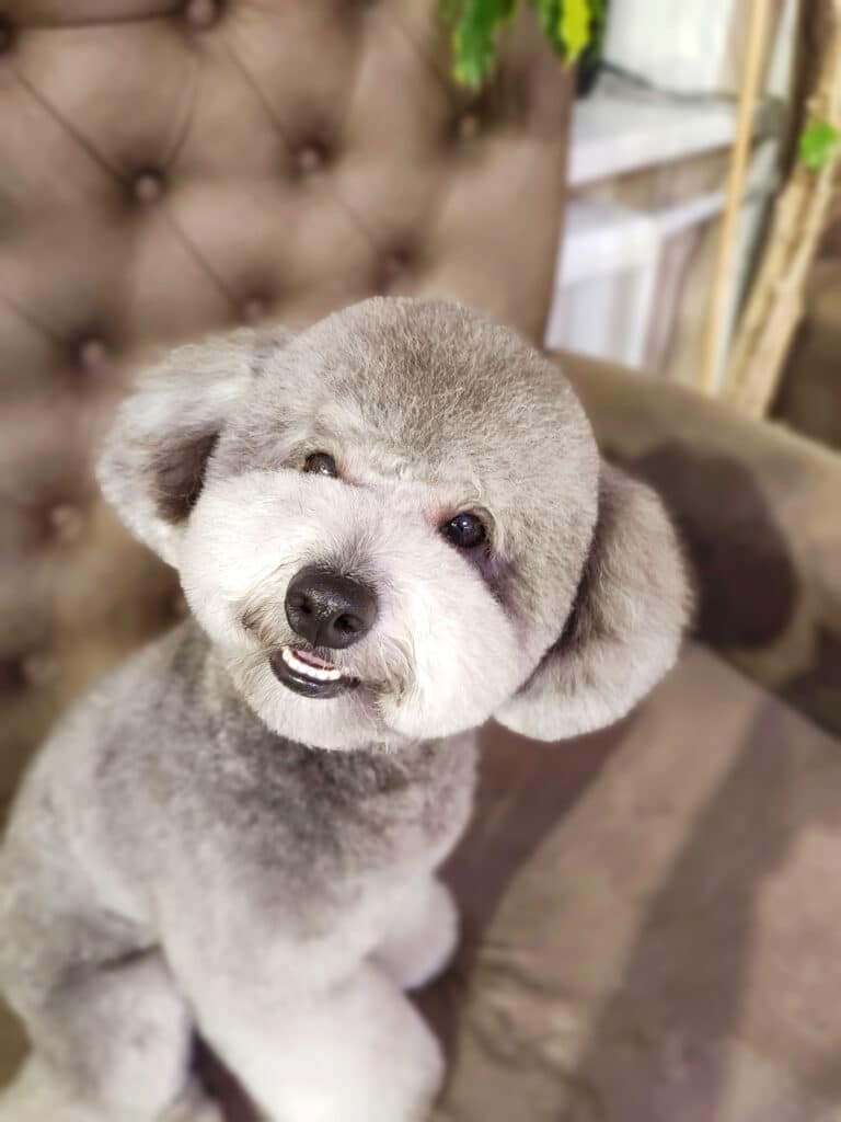 Сірий кавапу всміхається, піднявши голову до сонця